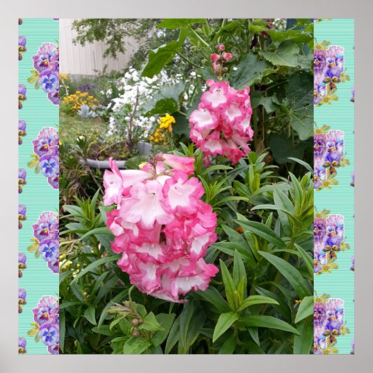 Penstemon Pink Blume Foto Garten Poster (Vorne)