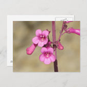Penstemon-Postkarte Postkarte (Vorne/Hinten)