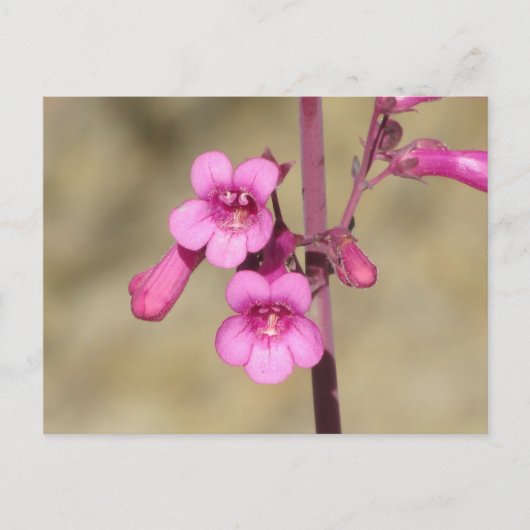 Penstemon-Postkarte Postkarte (Vorderseite)
