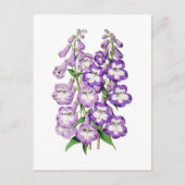 Penstemon Vintag Botanische Postkarte (Vorderseite)