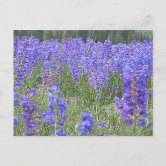 Penstemon Wildblumen Wyoming Postkarte (Vorderseite)