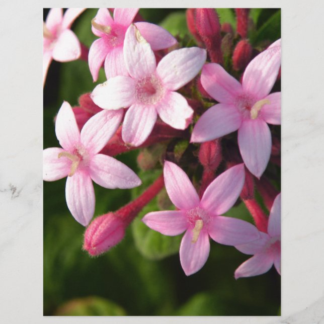 Pentas (Vorderseite)