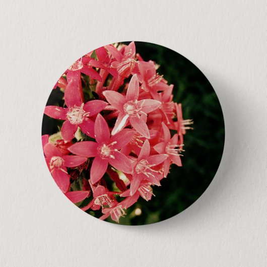 Pentas Button (Vorderseite)