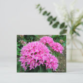 Pentas lanceolata [Postkarte] Postkarte (Stehend Vorderseite)