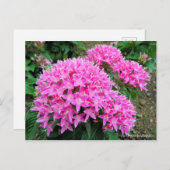 Pentas lanceolata [Postkarte] Postkarte (Vorne/Hinten)