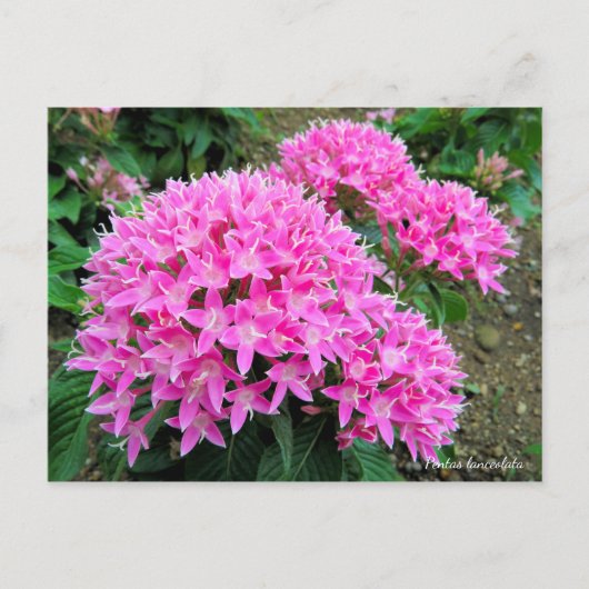 Pentas lanceolata [Postkarte] Postkarte (Vorderseite)