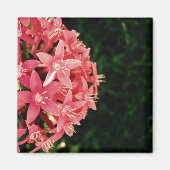 Pentas Magnet (Vorne)