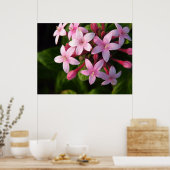 Pentas-Poster Poster (Küche)