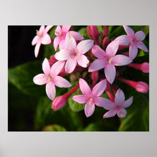 Pentas-Poster Poster (Vorne)