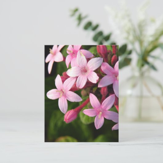 Pentas Postkarte (Stehend Vorderseite)