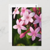 Pentas Postkarte (Vorne/Hinten)