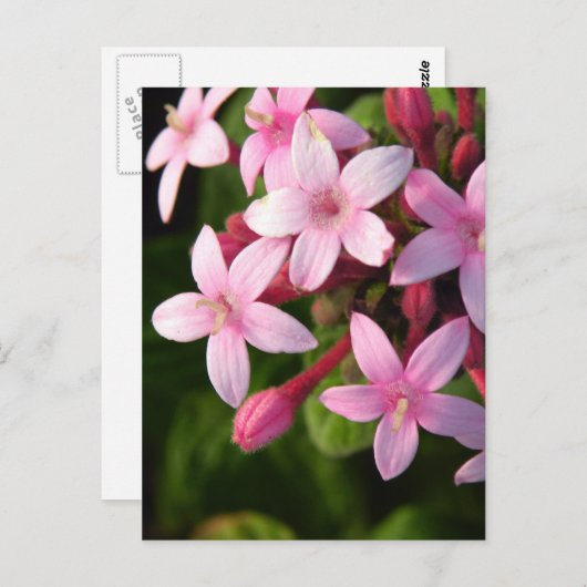 Pentas Postkarte (Vorne/Hinten)