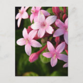 Pentas Postkarte (Vorderseite)