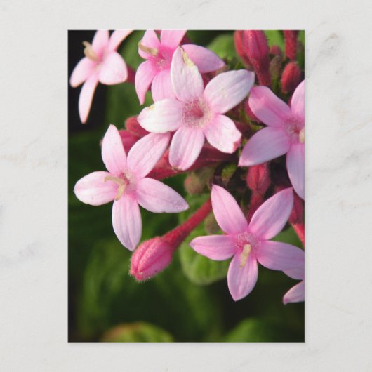 Pentas Postkarte (Vorderseite)