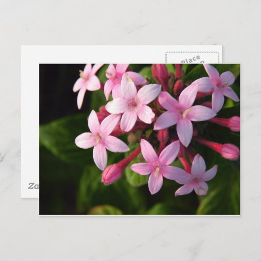 Pentas Postkarte (Vorne/Hinten)