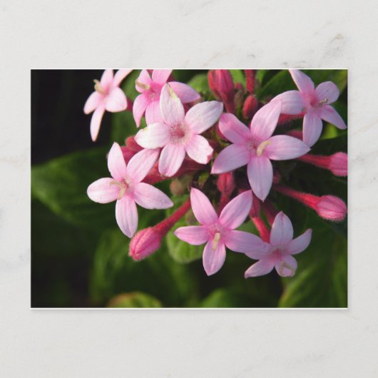 Pentas Postkarte (Vorderseite)