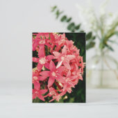 Pentas Postkarte (Stehend Vorderseite)