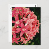 Pentas Postkarte (Vorne/Hinten)