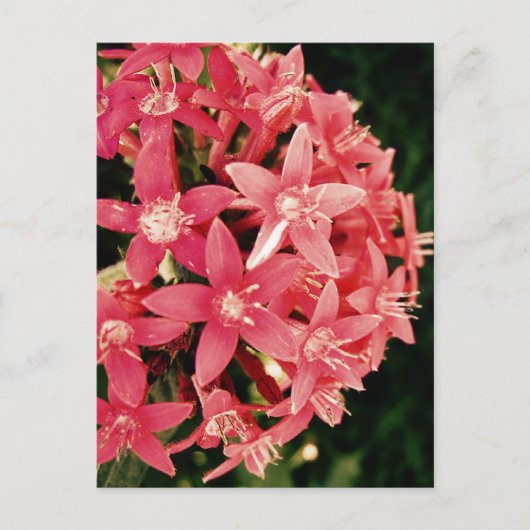 Pentas Postkarte (Vorderseite)