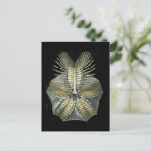 Pentremiten Postkarte (Stehend Vorderseite)