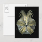 Pentremiten Postkarte (Vorne/Hinten)