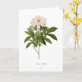 Peonia albiflora karte (Gelbe Blume)