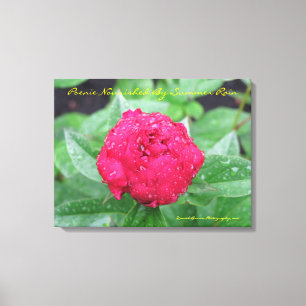 Peonie After Rain Wrapped Canvas Leinwanddruck