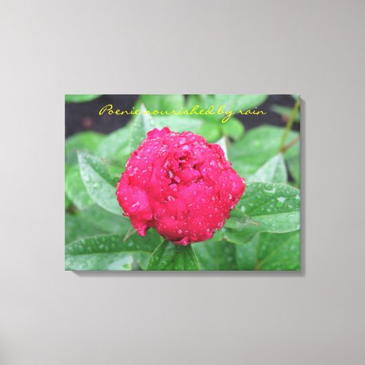 Peonie After Rain Wrapped Canvas Leinwanddruck (Vorderseite)