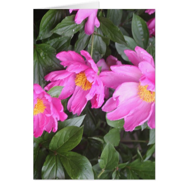 PEONIES (Vorne)