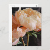 Peonies 7 postkarte (Vorne/Hinten)