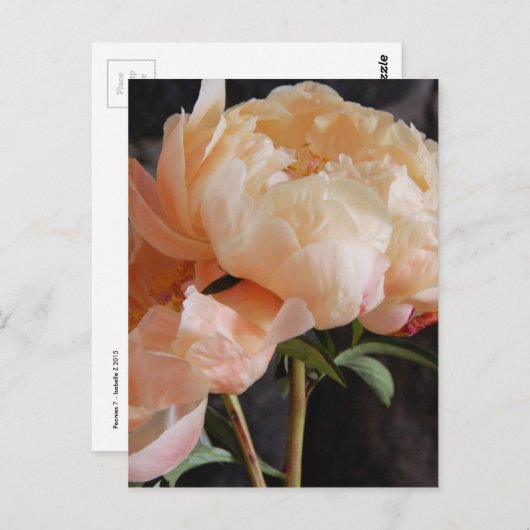 Peonies 7 postkarte (Vorne/Hinten)