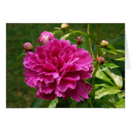Peonies-CARD