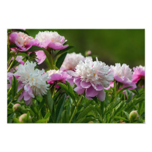 Peonies Foto Print