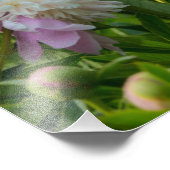 Peonies Foto Print (Ecke)