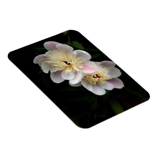 Peonies Magnet (Rechte Seite)