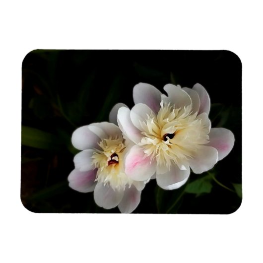 Peonies Magnet (Horizontal)