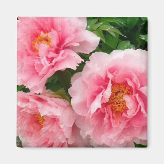 Peonies Magnet (Vorne)