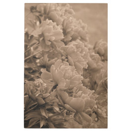 Peonies Multiple in Sepia