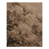 Peonies Multiple in Sepia Poster (Vorderseite)