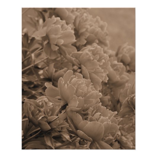 Peonies Multiple in Sepia Poster (Vorderseite)