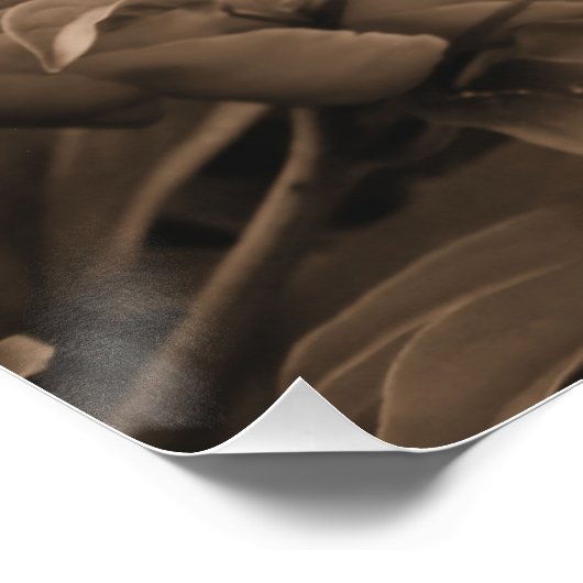 Peonies Multiple in Sepia Poster (Ecke)