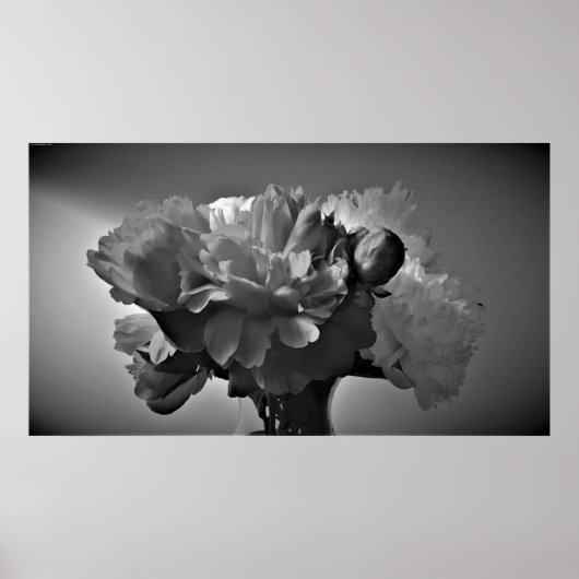 Peonies - Noir, Poster (Vorne)