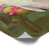 Peonies Pink Peony and Bud Flower Art Poster (Ecke)