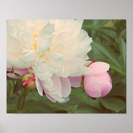 Peonies Pink Peony and Bud Flower Art Poster (Vorne)
