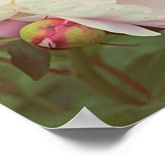 Peonies Pink Peony Blume Poster (Ecke)