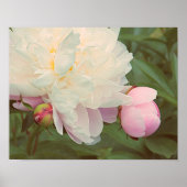 Peonies Pink Peony Blume Poster (Vorne)