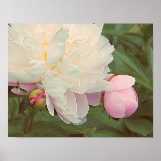 Peonies Pink Peony Blume Poster (Vorne)