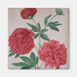 Peonies, Platte 46 aus dem Nassau Florilegium (w/c Magnet