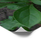 Peonies Poster (Ecke)