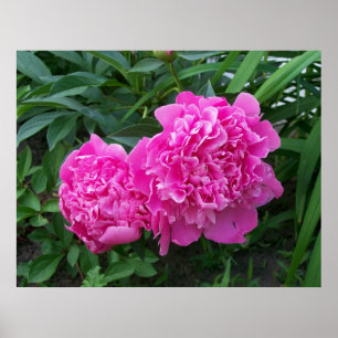 Peonies Poster